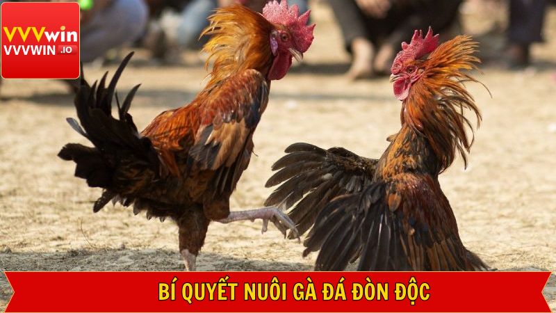 Hướng dẫn kiến thức nuôi dưỡng đá gà đòn độc
