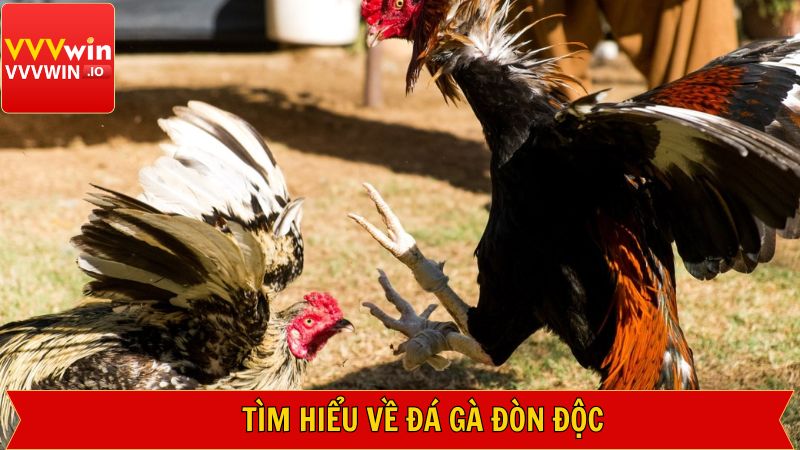Các thông tin cần biết về chọi kê đòn độc